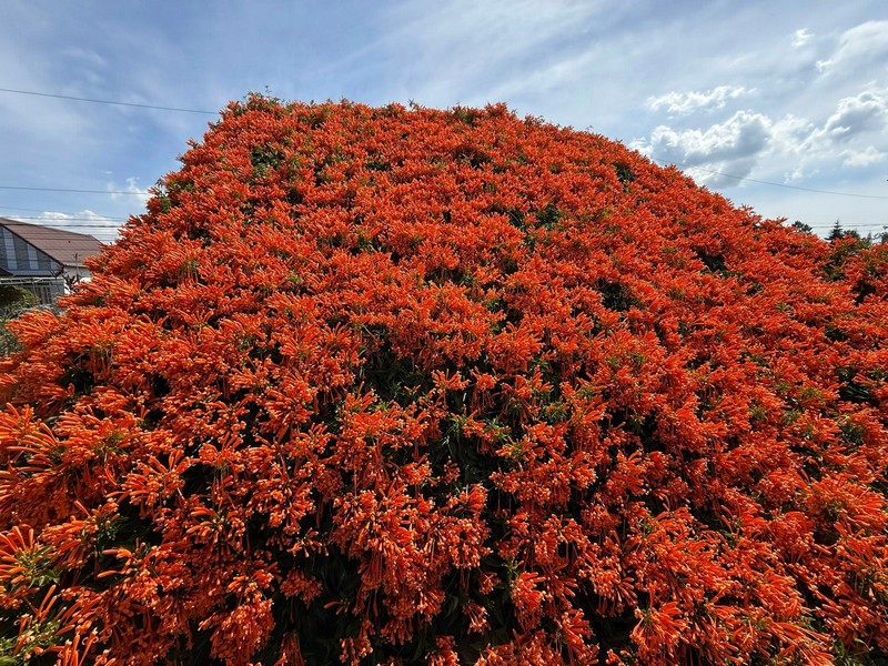 hai ngôi nhà phủ đầy loài hoa lạ màu cam
