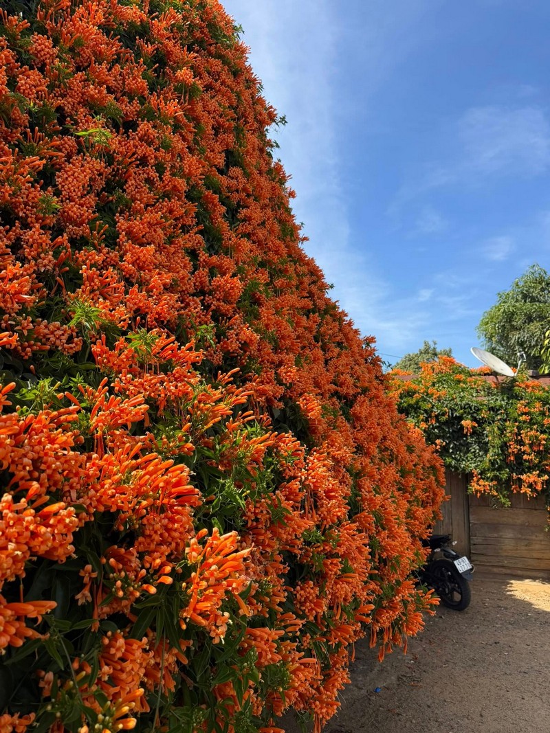 hai ngôi nhà phủ đầy loài hoa lạ màu cam