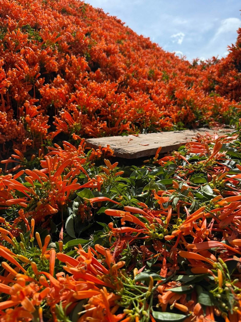 hai ngôi nhà phủ đầy loài hoa lạ màu cam