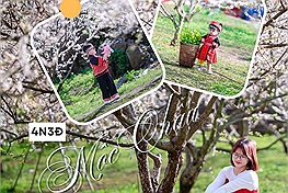 Lịch trình đi Mộc Châu 4N3Đ đón mùa hoa mận đầu năm: "Mộc Châu vào mùa hoa đẹp nhất rồi"