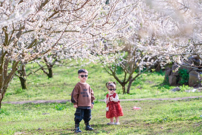 Mộc Châu 4N3Đ đón mùa hoa mận đầu năm