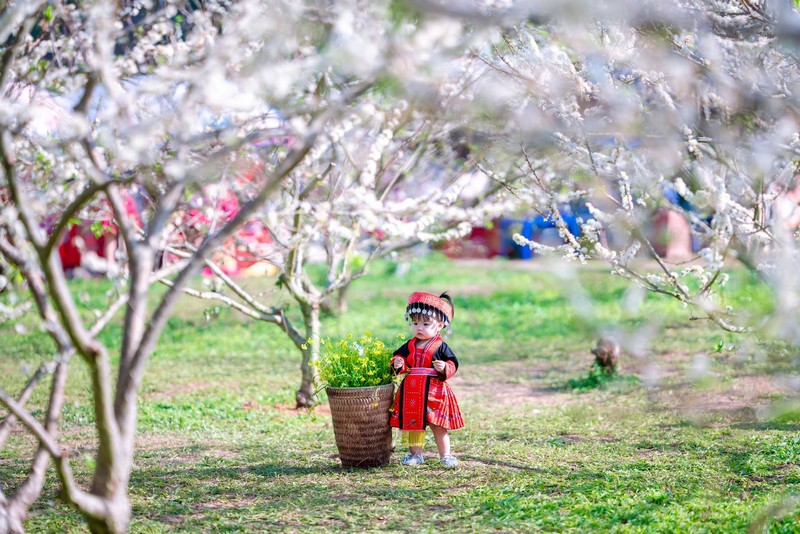 Mộc Châu 4N3Đ đón mùa hoa mận đầu năm