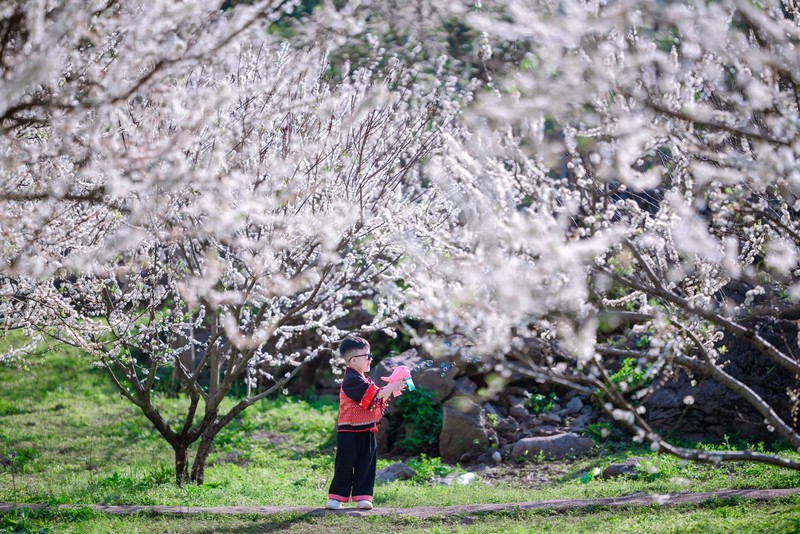 Mộc Châu 4N3Đ đón mùa hoa mận đầu năm