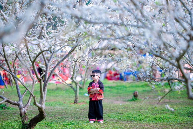 Mộc Châu 4N3Đ đón mùa hoa mận đầu năm