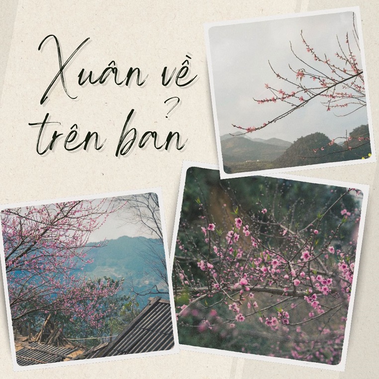Cộng đồng mạng đồng loạt báo tin "xuân về trên bản" với những hình ảnh hoa đào rực rỡ khắp rẻo cao
