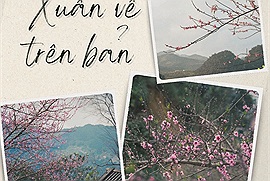 Cộng đồng mạng đồng loạt báo tin "xuân về trên bản" với những hình ảnh hoa đào rực rỡ khắp rẻo cao