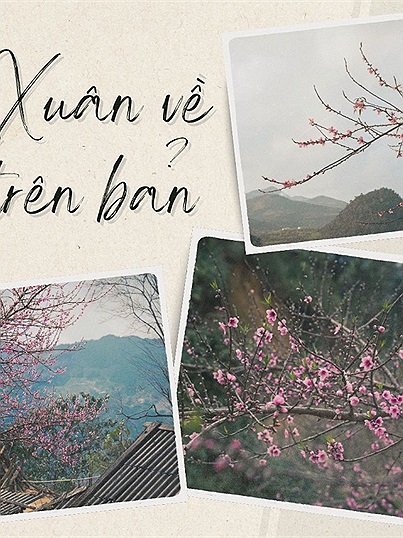 Cộng đồng mạng đồng loạt báo tin "xuân về trên bản" với những hình ảnh hoa đào rực rỡ khắp rẻo cao