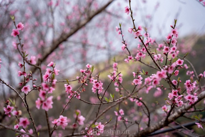 Cộng đồng mạng đồng loạt báo tin xuân về trên bản
