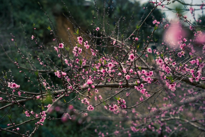 Cộng đồng mạng đồng loạt báo tin xuân về trên bản