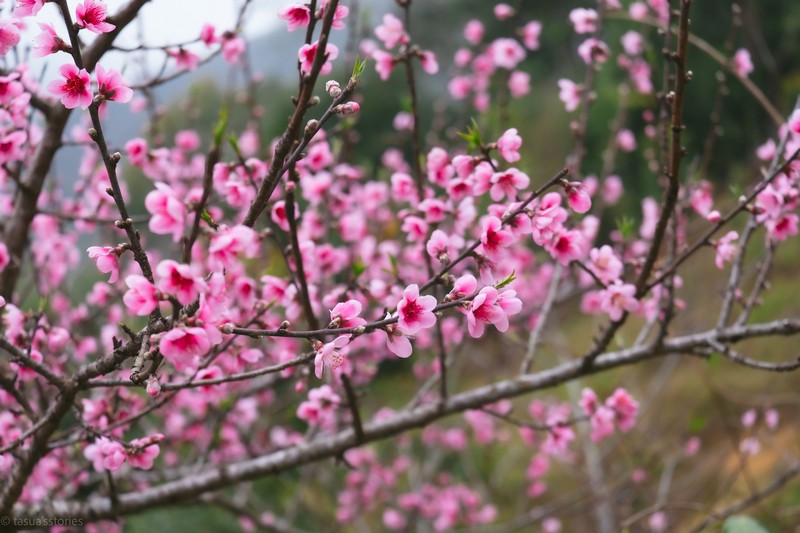 Cộng đồng mạng đồng loạt báo tin xuân về trên bản