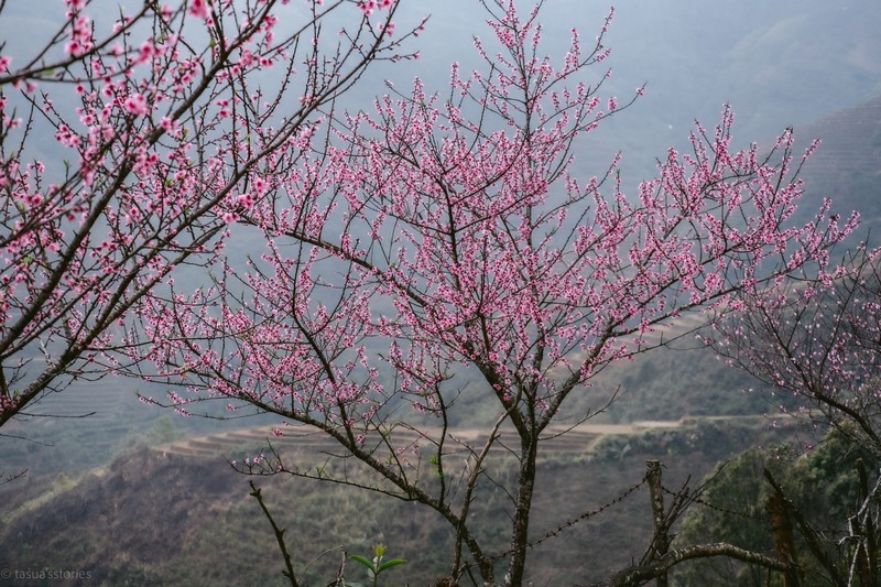Cộng đồng mạng đồng loạt báo tin xuân về trên bản