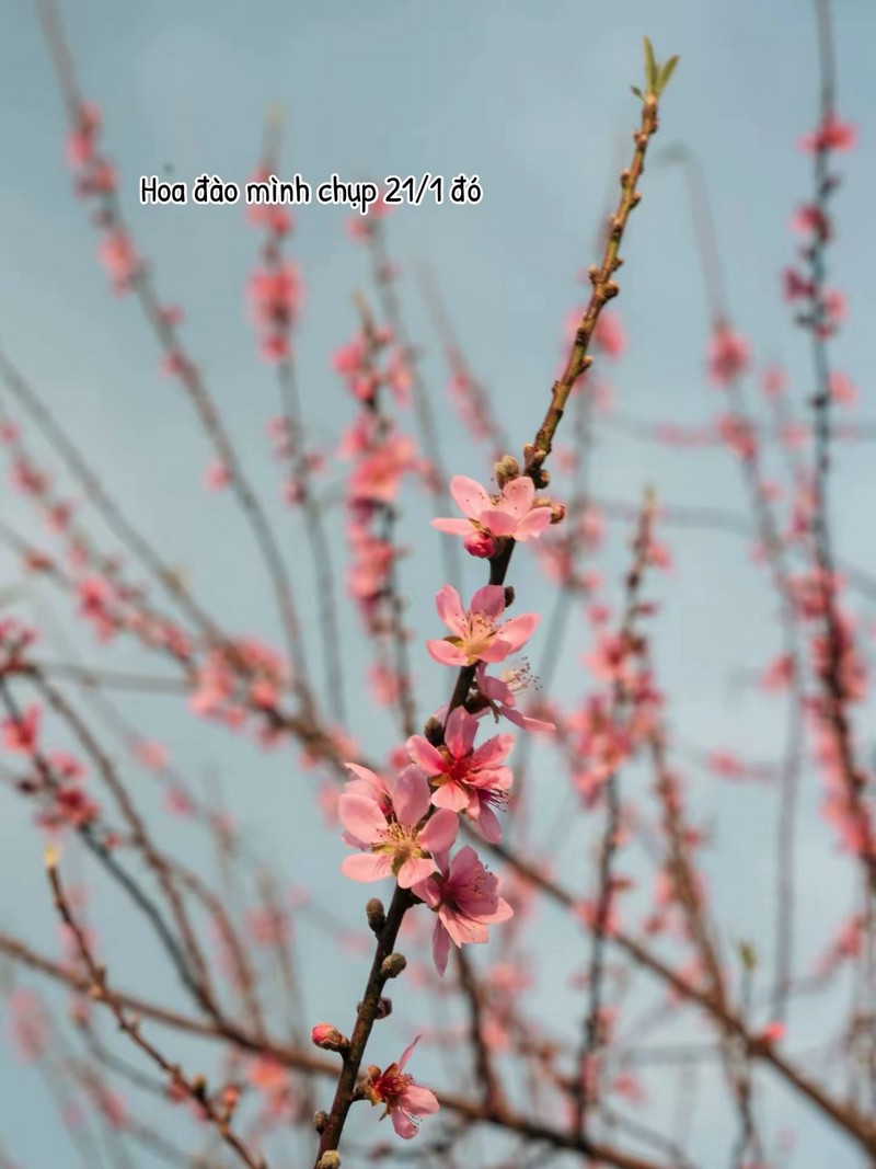 Cộng đồng mạng đồng loạt báo tin xuân về trên bản