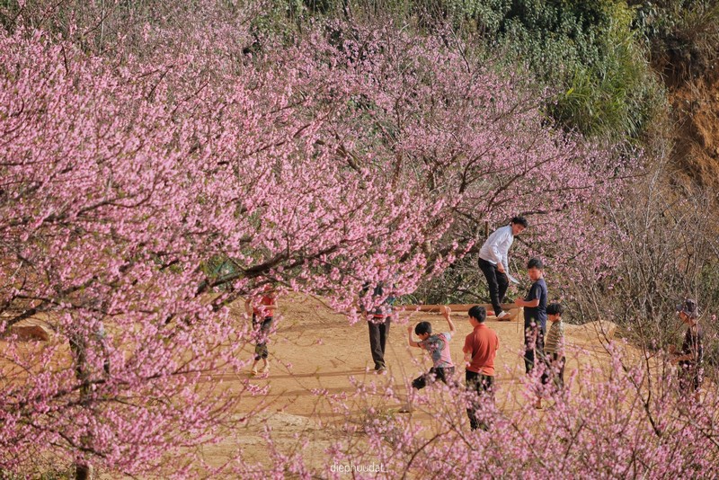 Cộng đồng mạng đồng loạt báo tin xuân về trên bản