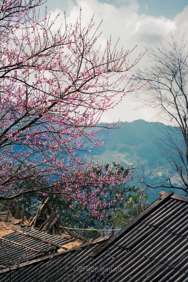 Cộng đồng mạng đồng loạt báo tin xuân về trên bản