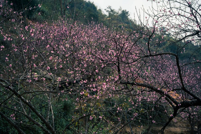 Cộng đồng mạng đồng loạt báo tin xuân về trên bản