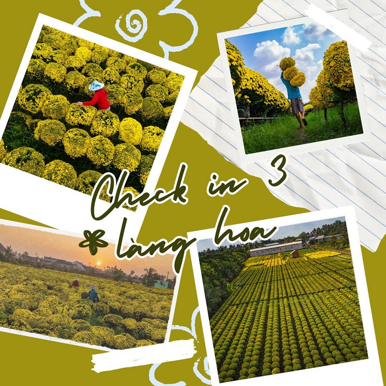 Check in Chợ Lách - Sa Đéc - Mỹ Phong: Những làng hoa rực rỡ màu vàng hoa cúc vụ mùa Tết