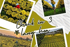 Check in Chợ Lách - Sa Đéc - Mỹ Phong: Những làng hoa rực rỡ màu vàng hoa cúc vụ mùa Tết
