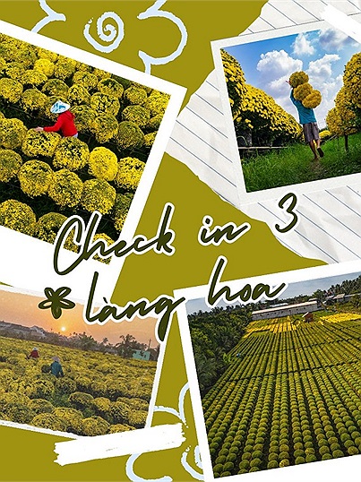 Check in Chợ Lách - Sa Đéc - Mỹ Phong: Những làng hoa rực rỡ màu vàng hoa cúc vụ mùa Tết