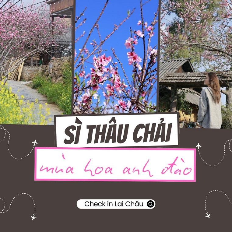 Trả lời câu hỏi Sì Thâu Chải mùa hoa anh đào có đáng để đi, cô bạn chia sẻ kinh nghiệm với chuyến đi chỉ hơn 1 triệu/người