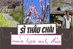 Trả lời câu hỏi Sì Thâu Chải mùa hoa anh đào có đáng để đi, cô bạn chia sẻ kinh nghiệm với chuyến đi chỉ hơn 1 triệu/người