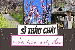 Trả lời câu hỏi Sì Thâu Chải mùa hoa anh đào có đáng để đi, cô bạn chia sẻ kinh nghiệm với chuyến đi chỉ hơn 1 triệu/người