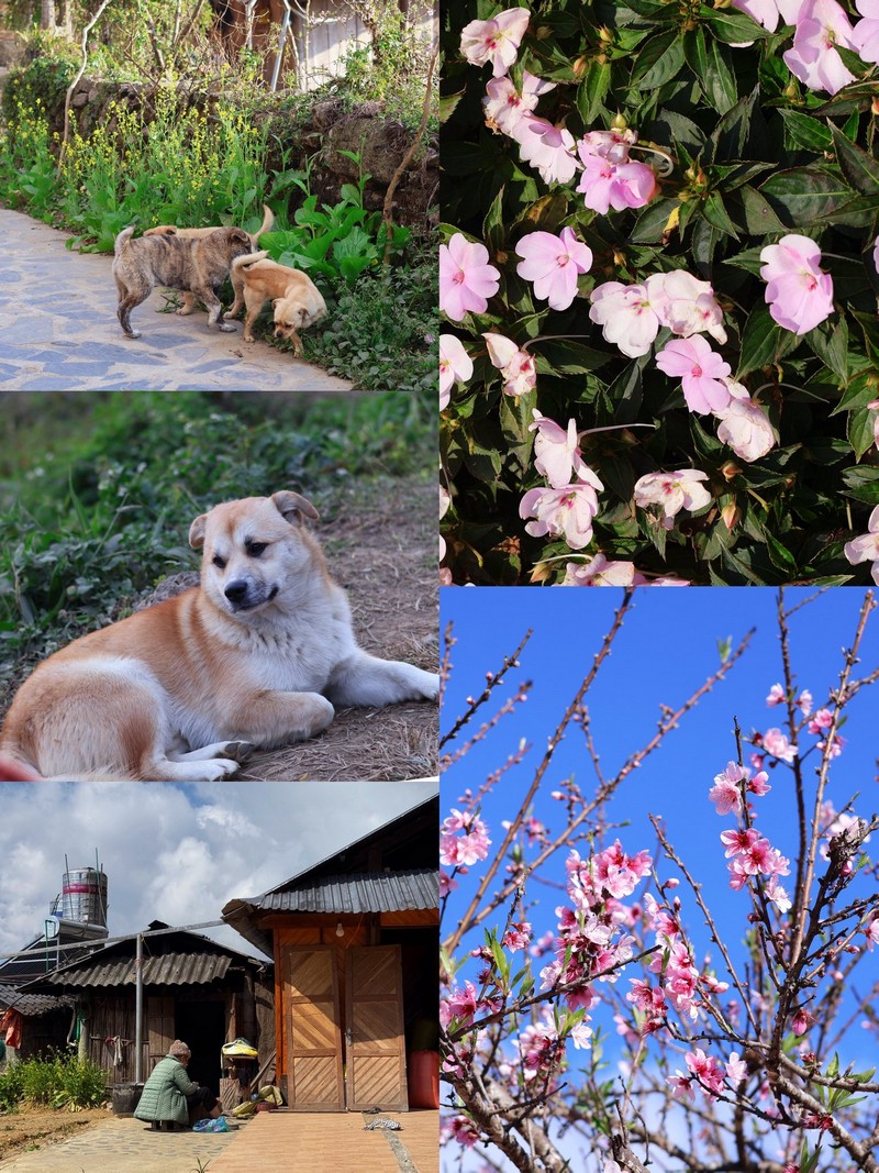 Sì Thâu Chải mùa hoa anh đào