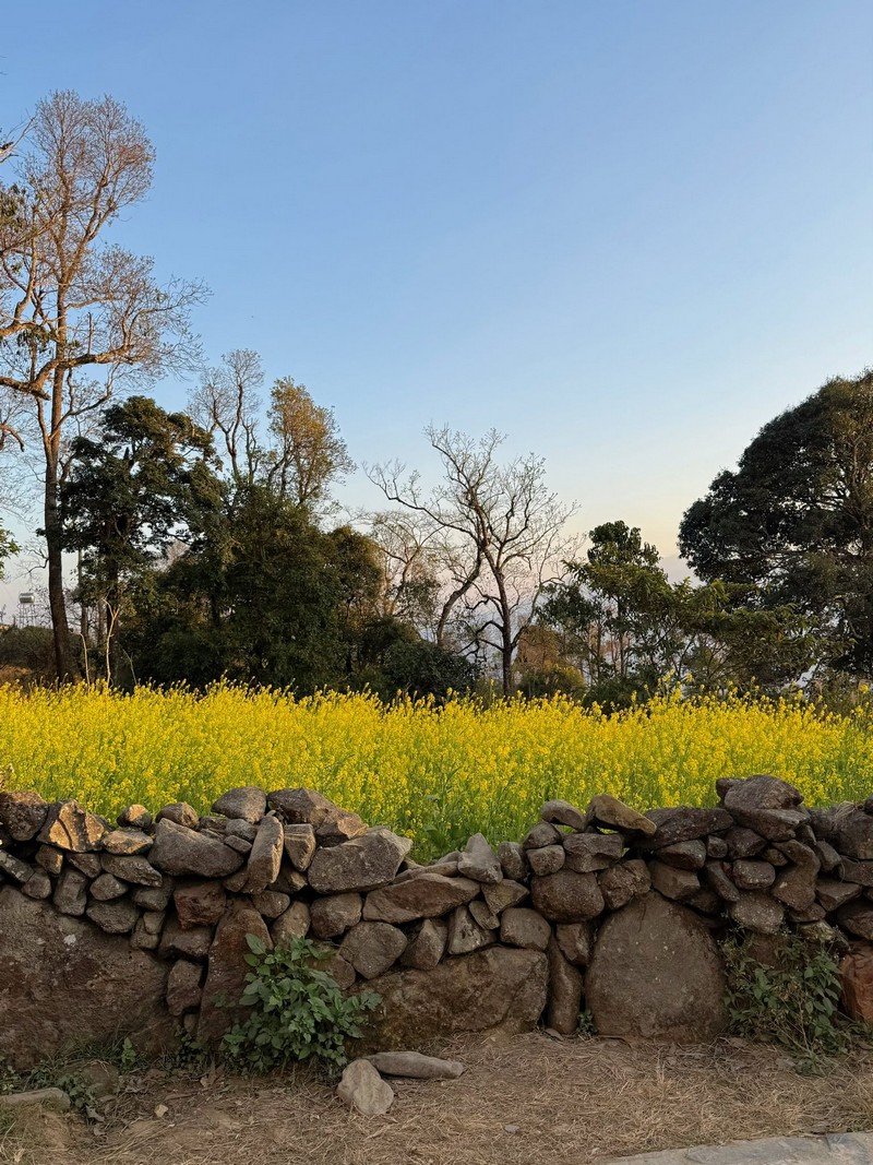 Sì Thâu Chải mùa hoa anh đào