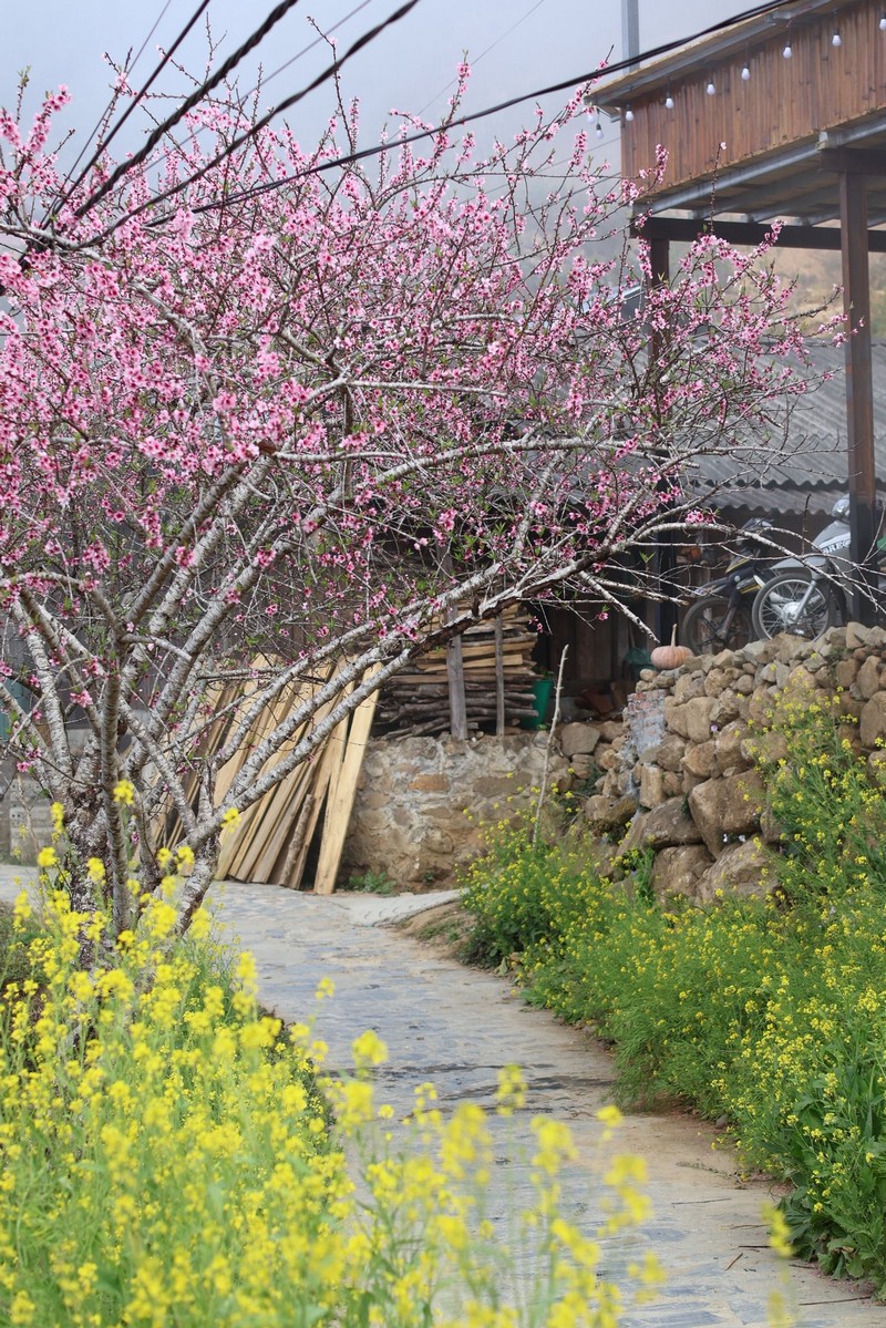 Sì Thâu Chải mùa hoa anh đào