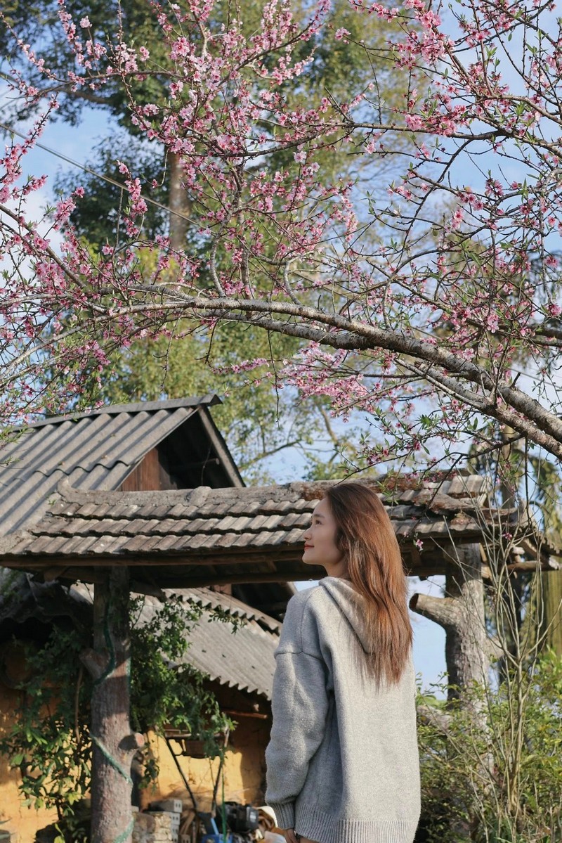Sì Thâu Chải mùa hoa anh đào