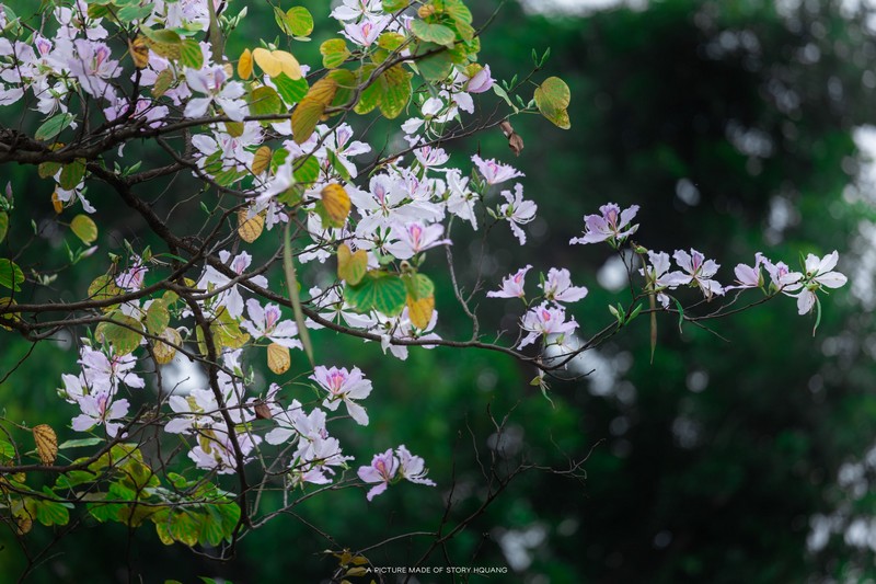 mùa hoa xuân nở rộ khắp ba miền