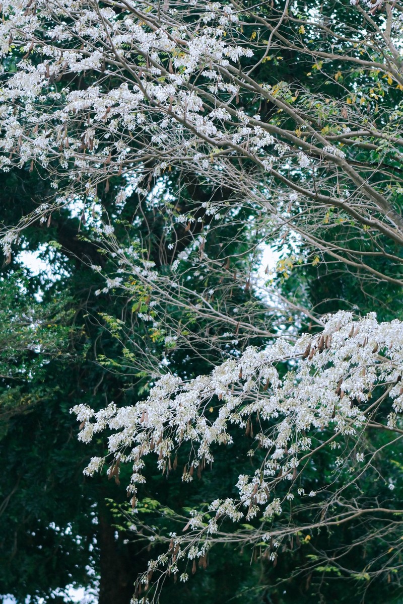 mùa hoa xuân nở rộ khắp ba miền