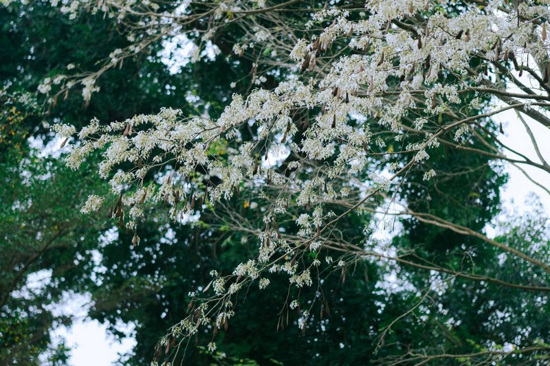 mùa hoa xuân nở rộ khắp ba miền