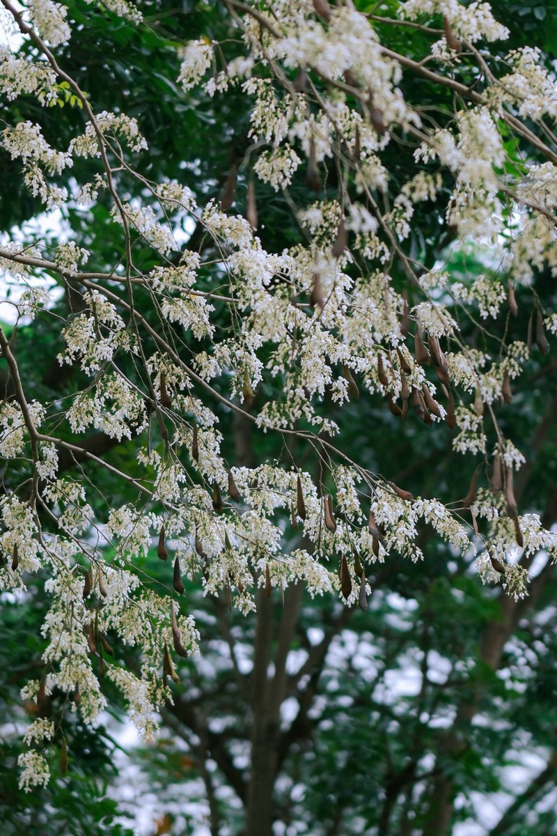 mùa hoa xuân nở rộ khắp ba miền