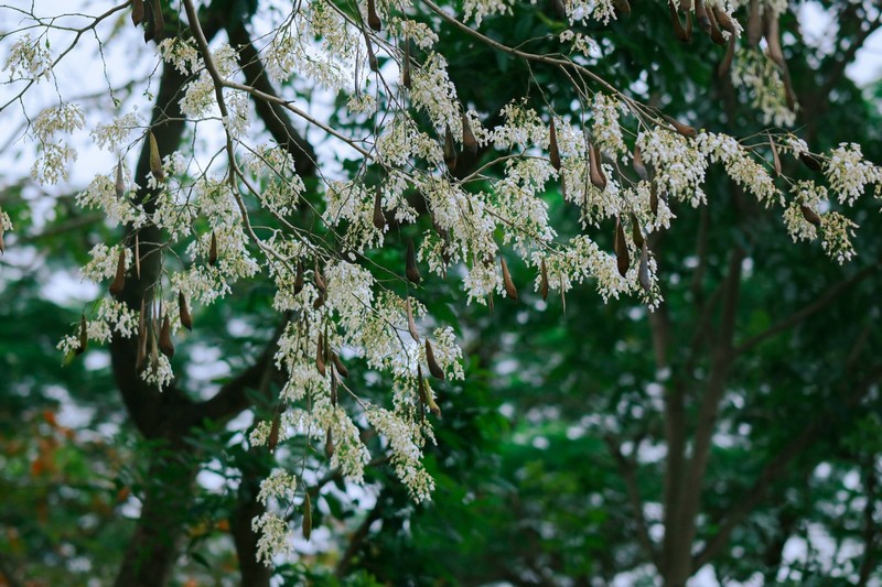 mùa hoa xuân nở rộ khắp ba miền