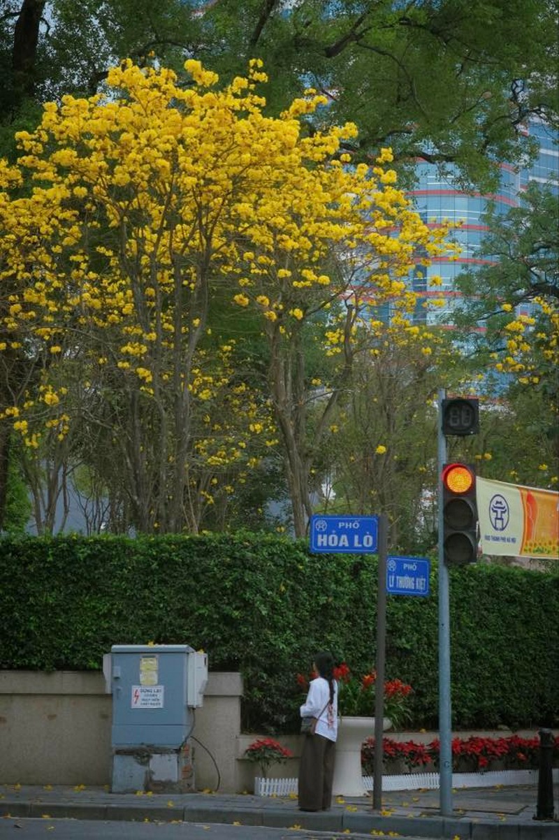 mùa hoa xuân nở rộ khắp ba miền