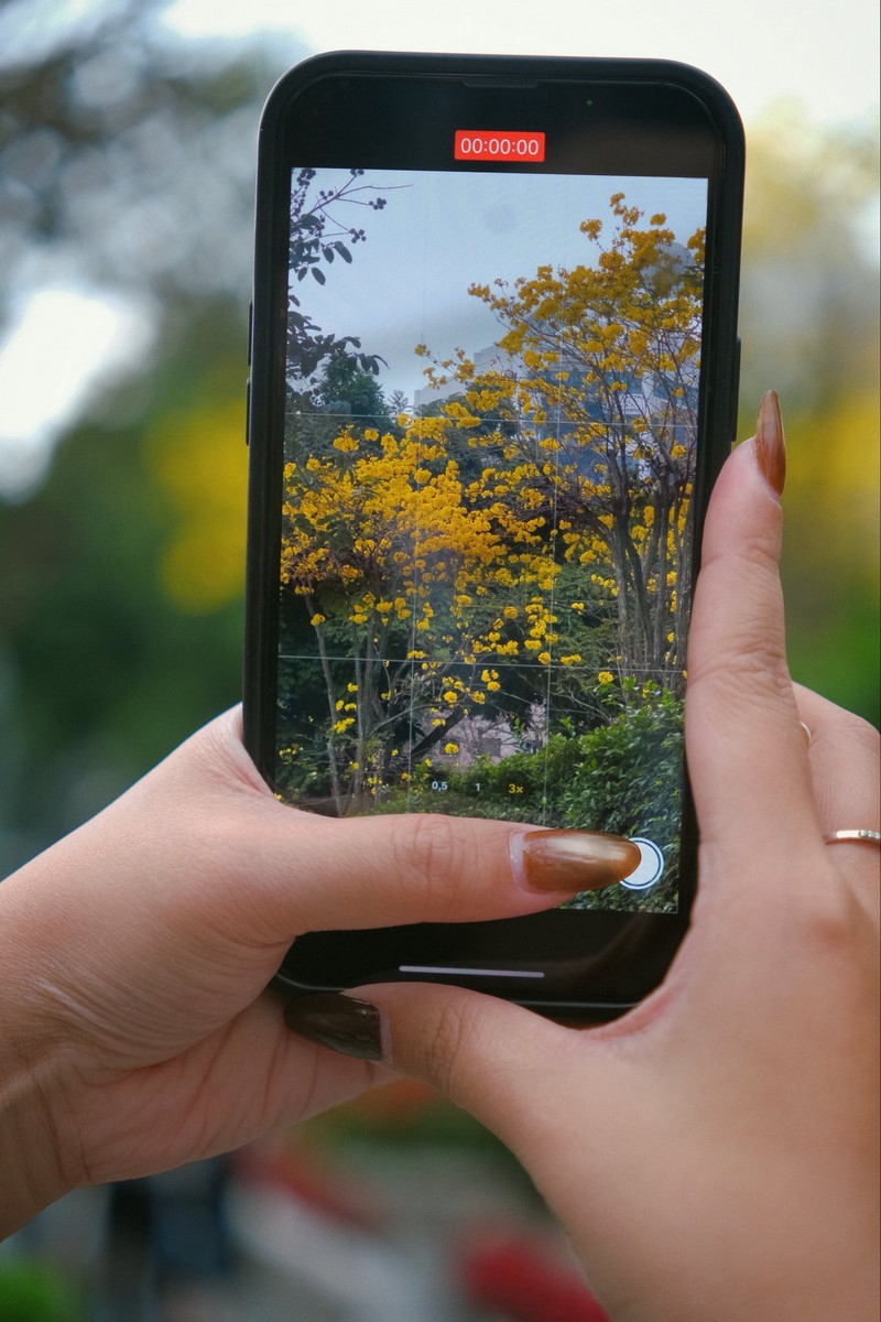 mùa hoa xuân nở rộ khắp ba miền