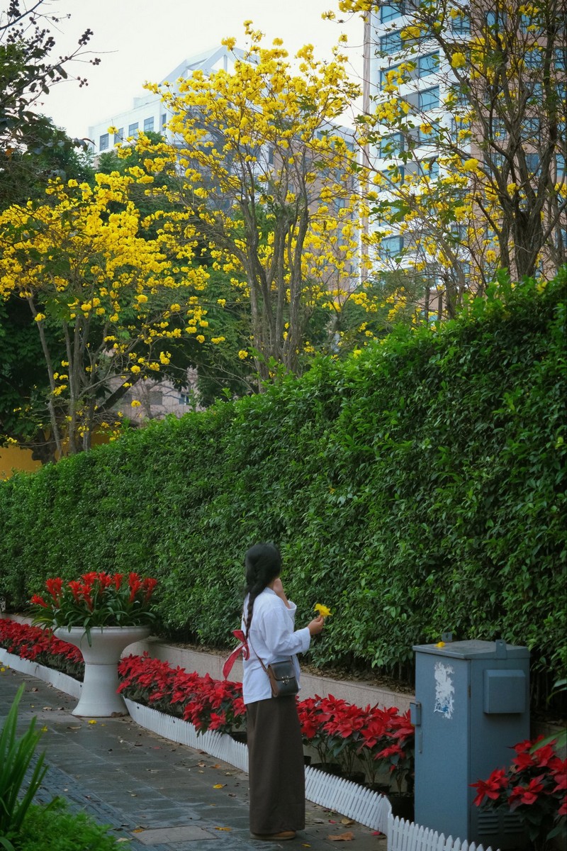 mùa hoa xuân nở rộ khắp ba miền