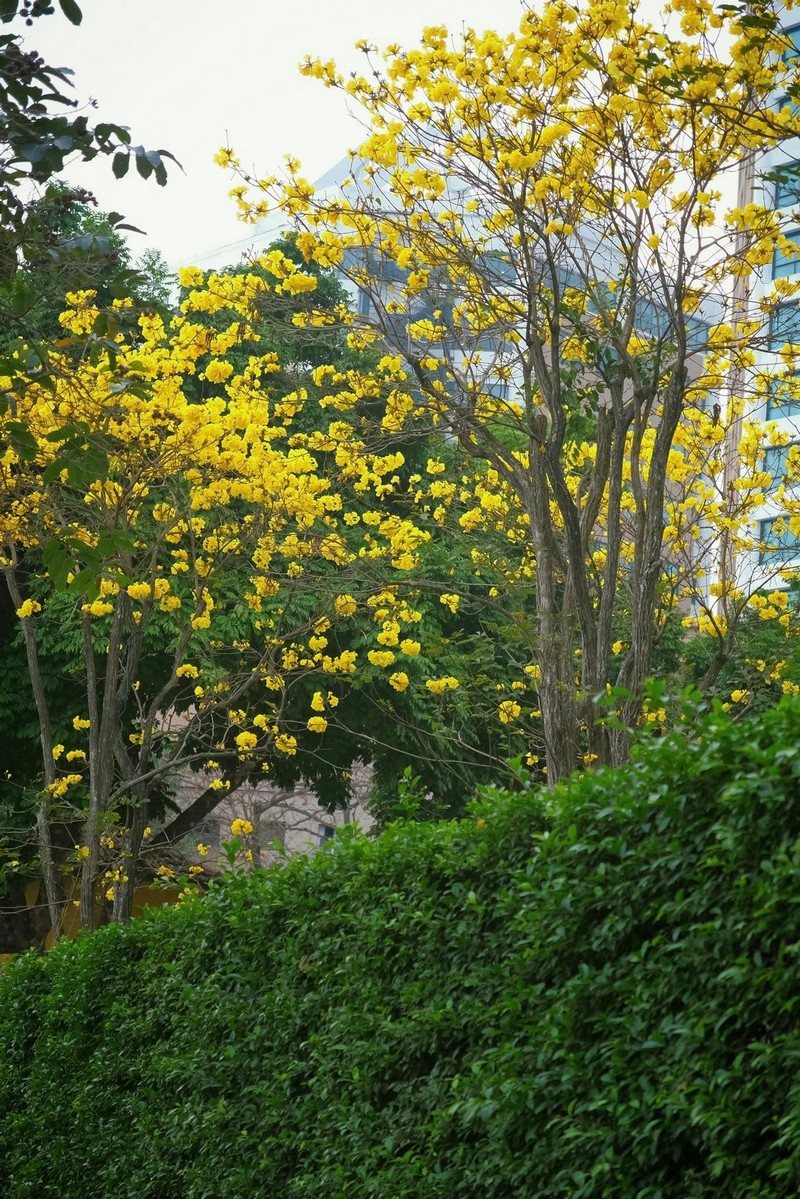 mùa hoa xuân nở rộ khắp ba miền