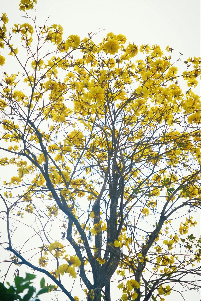 mùa hoa xuân nở rộ khắp ba miền