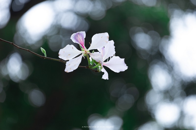 mùa hoa xuân nở rộ khắp ba miền