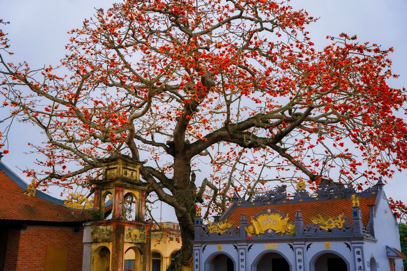 mùa hoa xuân nở rộ khắp ba miền