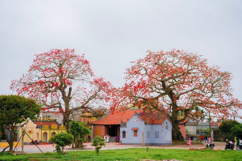 mùa hoa xuân nở rộ khắp ba miền