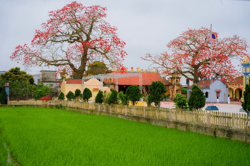 mùa hoa xuân nở rộ khắp ba miền