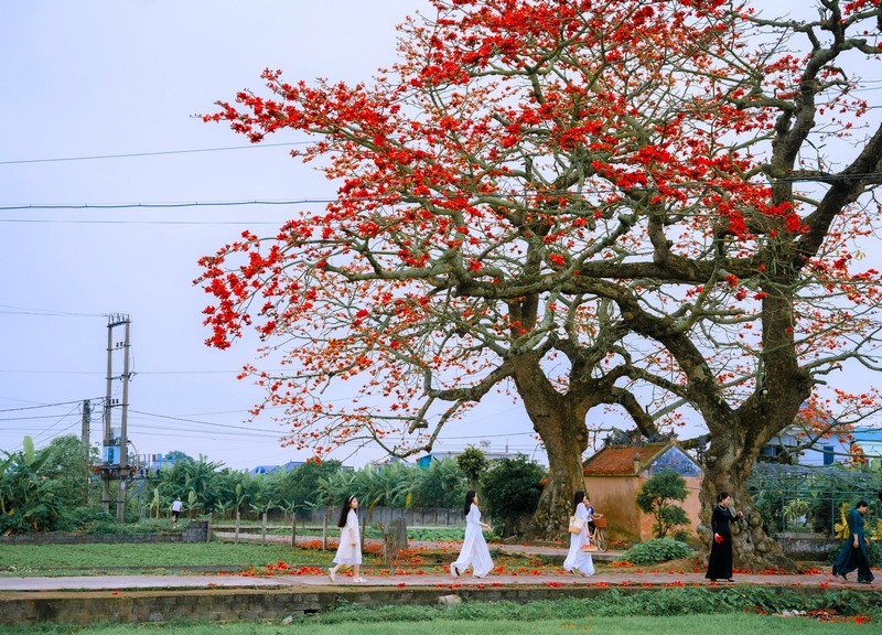 mùa hoa xuân nở rộ khắp ba miền