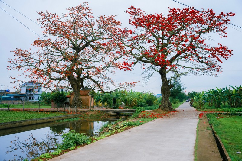 mùa hoa xuân nở rộ khắp ba miền