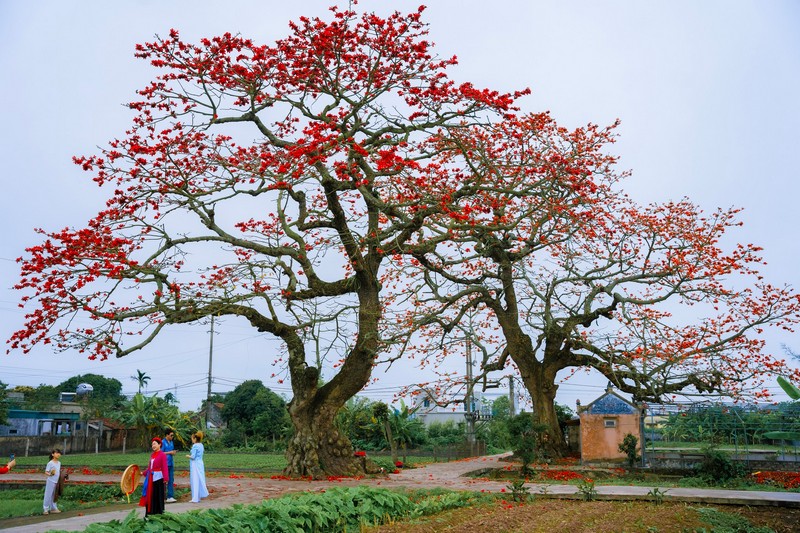 mùa hoa xuân nở rộ khắp ba miền