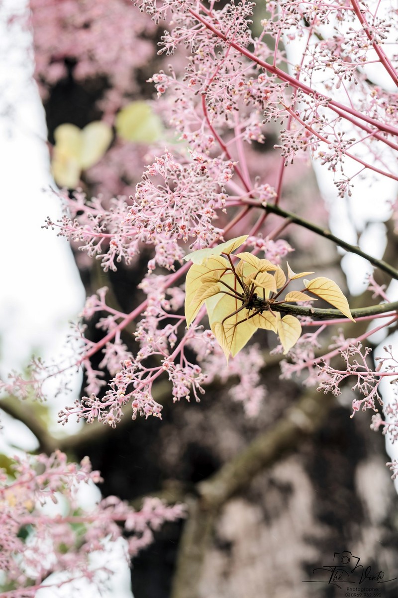 mùa hoa xuân nở rộ khắp ba miền