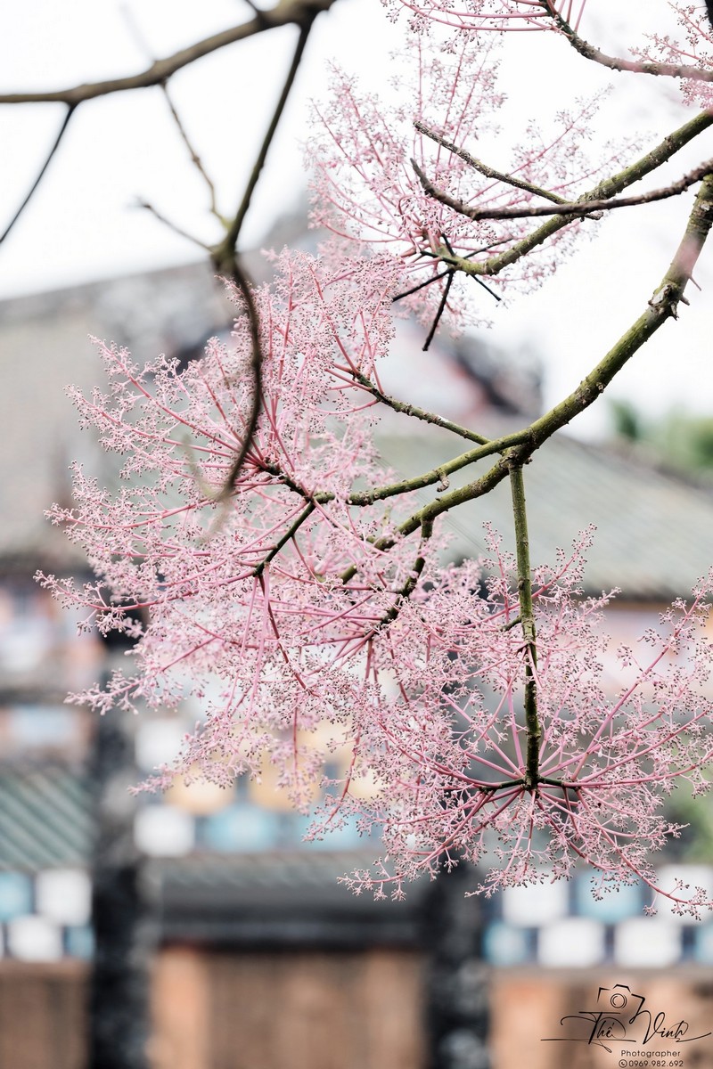 mùa hoa xuân nở rộ khắp ba miền