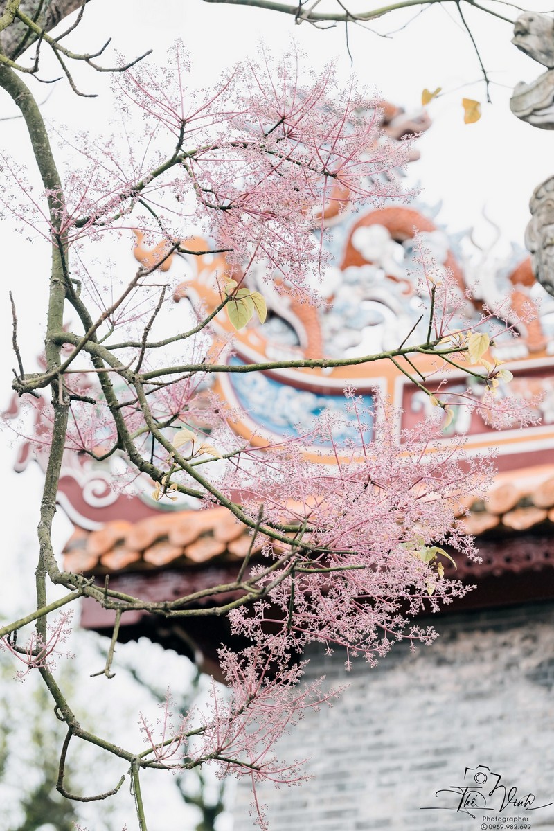 mùa hoa xuân nở rộ khắp ba miền