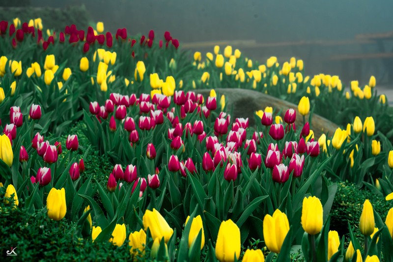 mùa hoa xuân nở rộ khắp ba miền